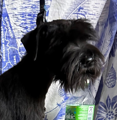 Étalon Schnauzer miniature - Upside De Tierra Lemi