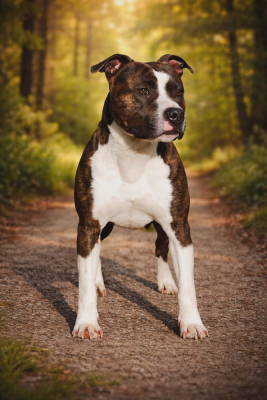 Étalon American Staffordshire Terrier - Tell me more t-bag Du Bosquet Aux Loups