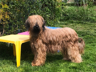 Étalon Berger de Brie - CH. International CHCIE- multi CH-cot 4 - remind me to smile moravia campanella