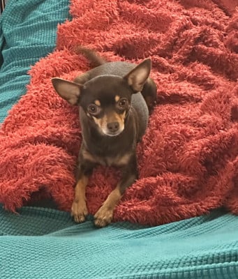 Étalon Russkiy Toy (Petit Chien Russe) - CH. Soraya moda Des Dunes De Keremma