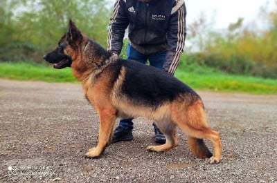 Étalon Berger Allemand - CH. Trunks De La Vallée Des Sentinelles