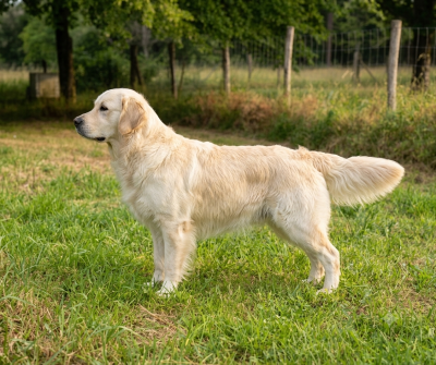 Étalon Golden Retriever - Tamara beauty du clos des voinauds