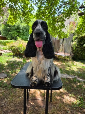 Étalon Cocker Spaniel Anglais - U'olive Breeding Of Hope D'Emi