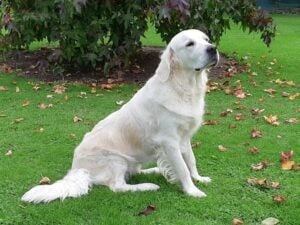 Étalon Golden Retriever - N'joye du Domaine D'ambroise
