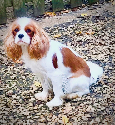 Étalon Cavalier King Charles Spaniel - Ultime rêveuse Du Bois Des Girardons