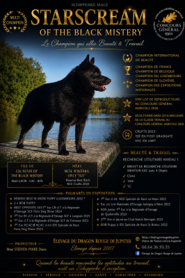 Étalon Schipperke - CH. Starscream of the black Mistery