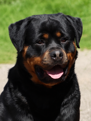 Étalon Rottweiler - Togo Vom Hause Cervo