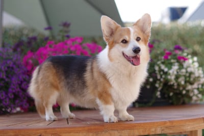 Étalon Welsh Corgi Pembroke - CH. Twelfth Night des salines de Goupil