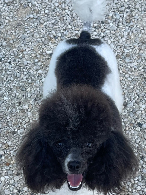 Étalon Chien Particolore à poil frisé - Tofu Du pré moussey