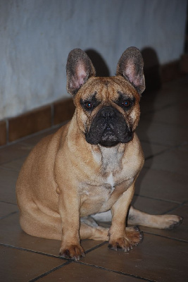 Étalon Bouledogue français - Rocco Héritier De La Sphère D'Idunn