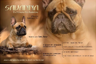 Étalon Bouledogue français - Savanna du Domaine des Bastidiens