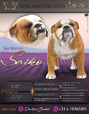 Étalon Bulldog Anglais - fat puppys Fat puppy?s saiko
