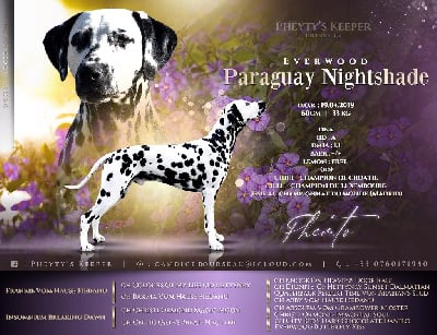 Étalon Dalmatien - CH. Everwood Paraguay nightshade