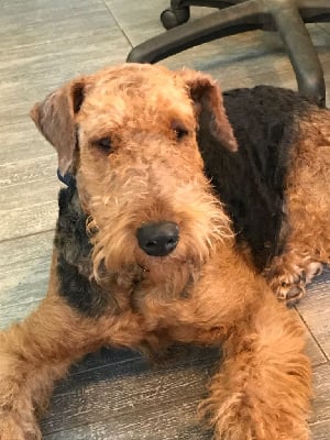 Étalon Airedale Terrier - CH. nedella Pure magic