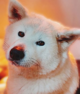 Étalon Akita - O'akina Of Kamino Ken
