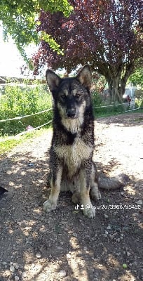 Étalon Alaskan Malamute - Sköll le loup sage Du domaine d'Era White