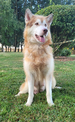 Étalon Alaskan Malamute - Asteriya pride of the wolf