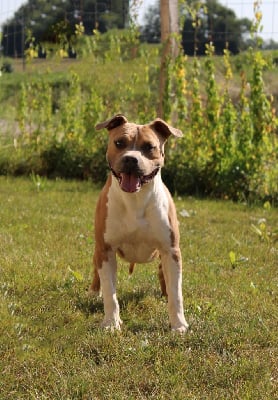 Étalon American Staffordshire Terrier - contra legem Phoenix golden star for ultimate truth