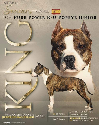 Étalon American Staffordshire Terrier - CH. pure power R-u popeye junior