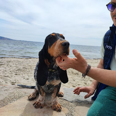 Étalon Basset bleu de Gascogne - Tulipe (Sans Affixe)