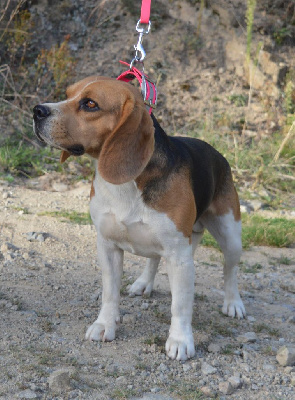 Étalon Beagle - Saphir Du Petit Faubourg