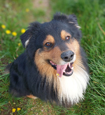 Étalon Berger Australien - Oz de l'Amour de l'Arc en Ciel