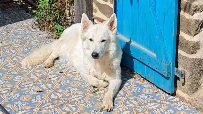 Étalon Berger Blanc Suisse - Starlette (ex kida) Des Blancs Du Pays Gallo