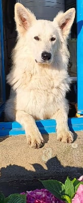 Étalon Berger Blanc Suisse - Rocoeur White Pearl Of Chester