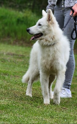 Étalon Berger Blanc Suisse - Arrow beli andeo}