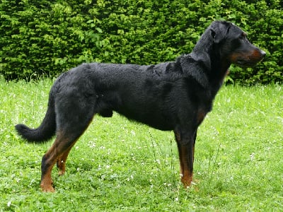 Polo des Gardiens du Sundgau