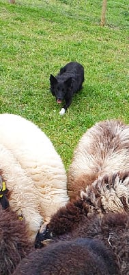 Étalon Border Collie - Réglisse du masque noir de vandrimare (Sans Affixe)