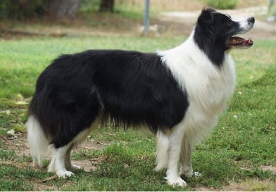 Étalon Border Collie - CH. bulmaro de los baganicos