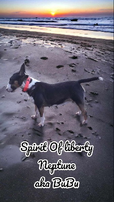 Étalon Bull Terrier Miniature - Spirit Of Liberty Neptune