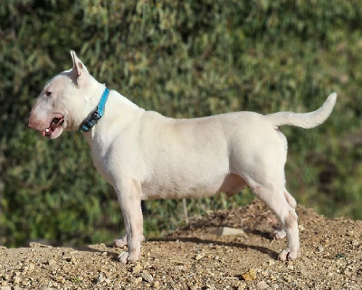 Étalon Bull Terrier Miniature - Valentino star of bullywood