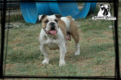 Étalon Bulldog Anglais - Sista Des legendes de zazelle