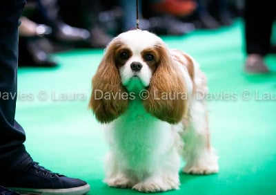 Étalon Cavalier King Charles Spaniel - CH. Time after time Style Organdi