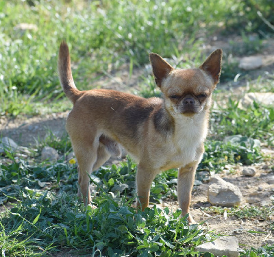 Étalon Chihuahua - Toby Du Castel Des Petits Coeurs