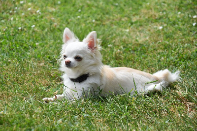 Étalon Chihuahua - T me guapa des Molosses du Senonais