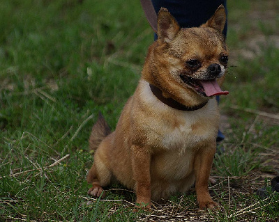 Étalon Chihuahua - Paparazzi South West Unicorn