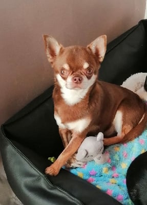 Étalon Chihuahua - Shoko Des Pattounes Douces