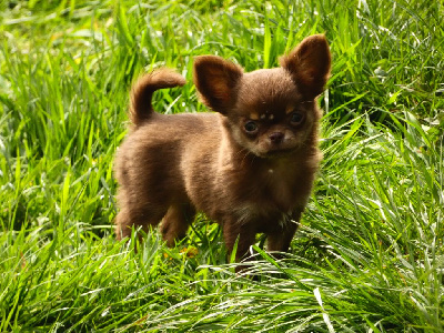 Étalon Chihuahua - Un amour de clochette Des Petits Jedi