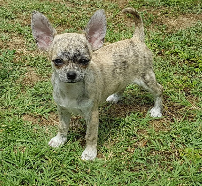 Étalon Chihuahua - Trixie des crocs de l'ange