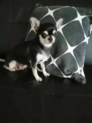 Étalon Chihuahua - Pandora Du Moulin Des Petits Gringos