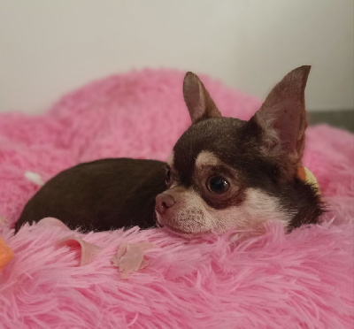 Étalon Chihuahua - Terracotta From Lasting Love
