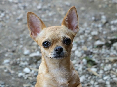 Étalon Chihuahua - Voxel Ux Rosemary