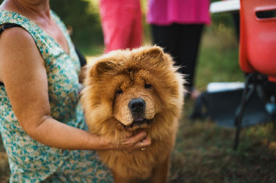 Étalon Chow Chow - CH. Colly valley of moravia