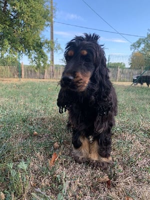 Étalon Cocker Spaniel Anglais - Sikkly du domaine de sainte gladyce