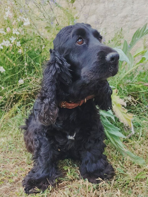 Étalon Cocker Spaniel Anglais - Ruby du domaine de sainte gladyce