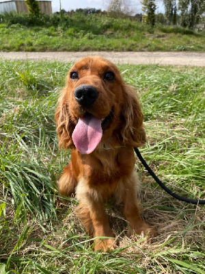 Étalon Cocker Spaniel Anglais - Swany de la cour aux mordorees