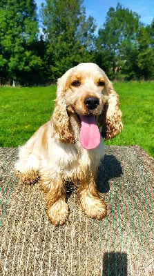 Étalon Cocker Spaniel Anglais - Spoum du Kreizker